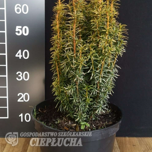 Taxus x media 'Stefania' - Taxus x media 'Stefania'