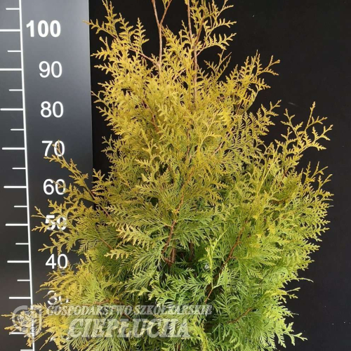 Thuja occidentalis 'Golden Brabant' - Thuja occidentalis 'Golden Brabant'