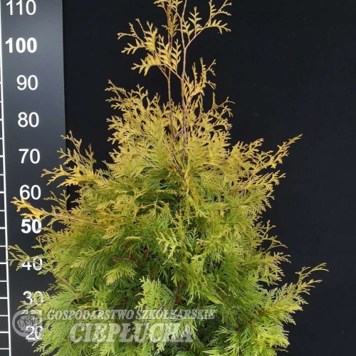 Thuja occidentalis 'Yellow Ribbon' - Thuja occidentalis 'Yellow Ribbon'