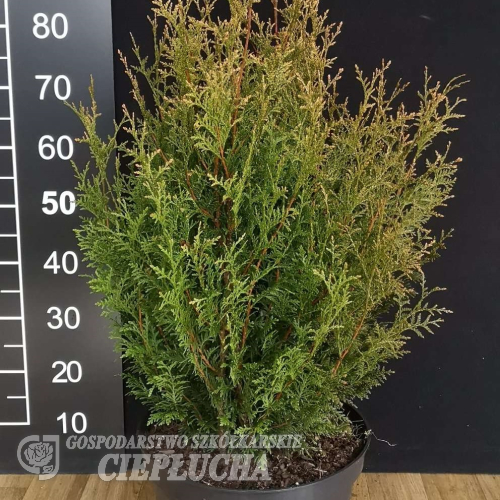 Thuja occidentalis 'Aureospicata' - Thuja occidentalis 'Aureospicata'