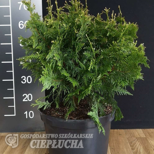 Thuja plicata 'Can Can' - Thuja plicata 'Can Can'