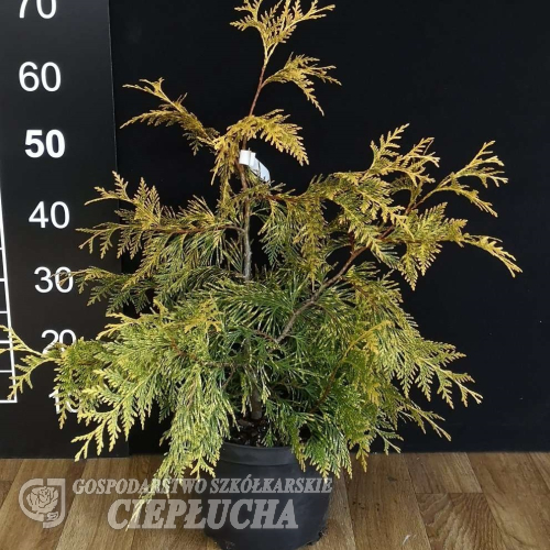 Thuja plicata 'Zebrina Extra Gold' - Thuja plicata 'Zebrina Extra Gold'