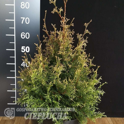 Thuja plicata 'Winter Pink' - Thuja plicata 'Winter Pink'