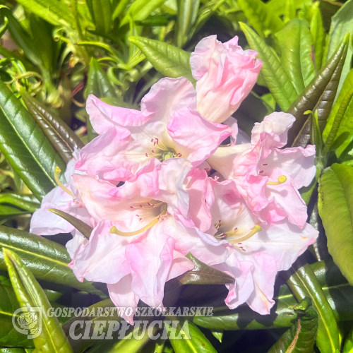 Rhododendron brachycarpum x auriculatum - Rhododendron - Rhododendron brachycarpum x auriculatum