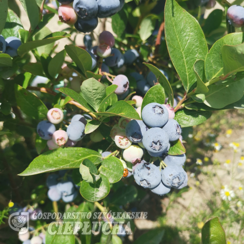 ZEUS - Olimp Blueberry under license - ZEUS - Vaccinium corymbosum