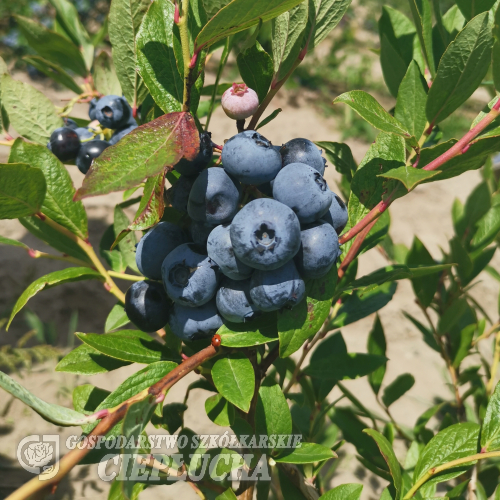 DEMETER - Olimp Blueberry under license - DEMETER - Vaccinium corymbosum