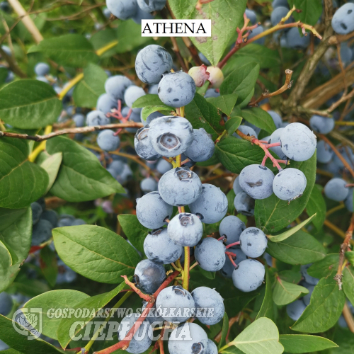 ATHENA - Olimp Blueberry under license - ATHENA - Vaccinium corymbosum