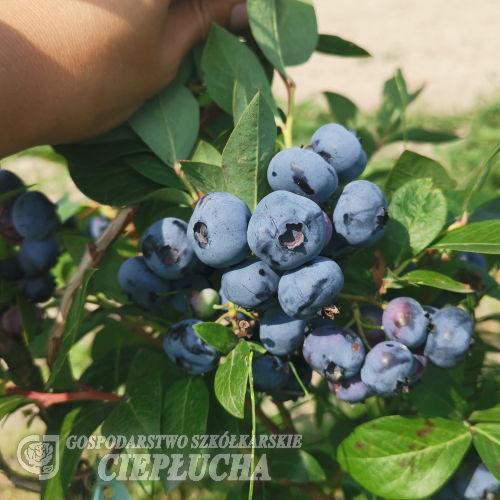 APOLLO - Olimp Blueberry under license - APOLLO - Vaccinium corymbosum