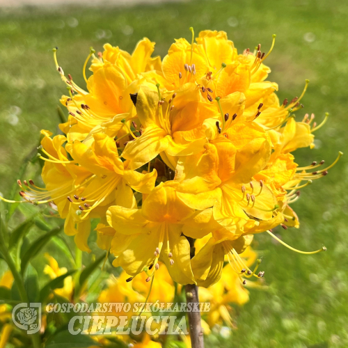 Azalia pontyjska (Rh. luteum) - Rhododendron luteum (Azalea pontica)