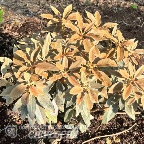 Rhododendron pachysanthum - różanecznik rdzawolistny - Rhododendron pachysanthum