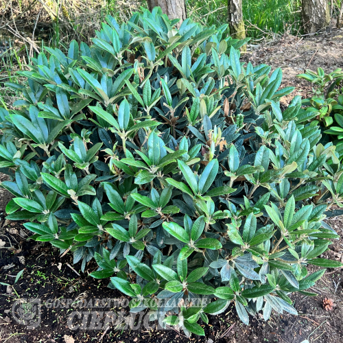 Rhododendron taliense - różanecznik taliense - Rhododendron taliense