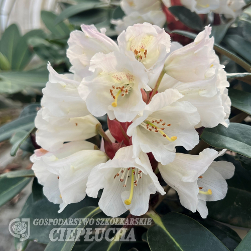 Rhododendron Brava Diva (bureavii x pachysanthum) x (brachycarpum x macabeanum) - różanecznik - Rhododendron Brava Diva (bureavii x pachysanthum) x (brachycarpum x macabeanum)