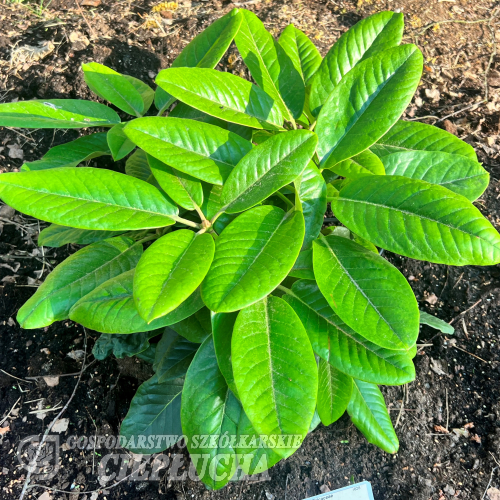 Cinnamon Princess (campanulatum x rex) - Cinnamon Princess (campanulatum x rex)