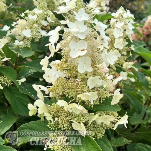 Hydrangea paniculata 'Dharuma' - hortensja bukietowa - Hydrangea paniculata 'Dharuma'