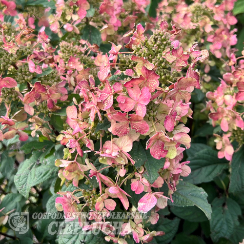 Hydrangea paniculata 'Bokraplume' MAGICAL FIRE PBR - hortensja bukietowa - Hydrangea paniculata 'Bokraplume' MAGICAL FIRE PBR