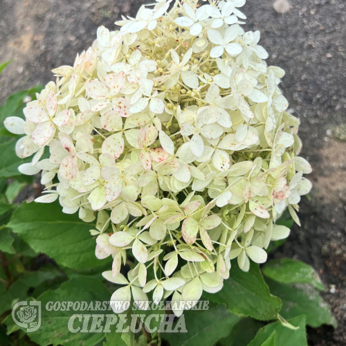 Hydrangea paniculata 'Mega Pearl' - hortensja bukietowa - Hydrangea paniculata 'Mega Pearl'