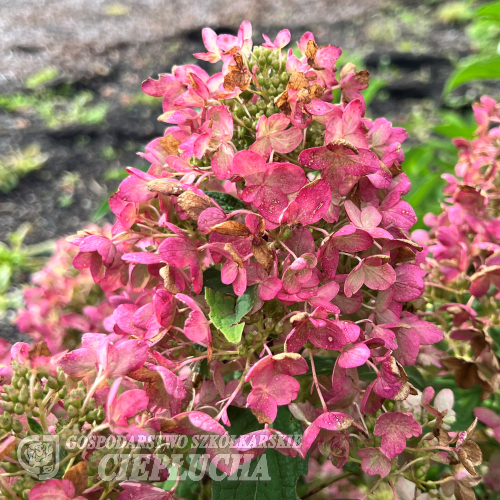 Hydrangea paniculata 'Hypmad II' TICKLED PINK - hortensja bukietowa - Hydrangea paniculata 'Hypmad II' TICKLED PINK