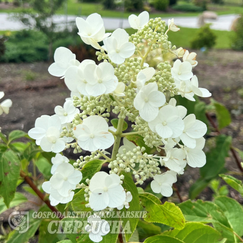 Hydrangea paniculata 'White Moth' - hortensja bukietowa - Hydrangea paniculata 'White Moth'