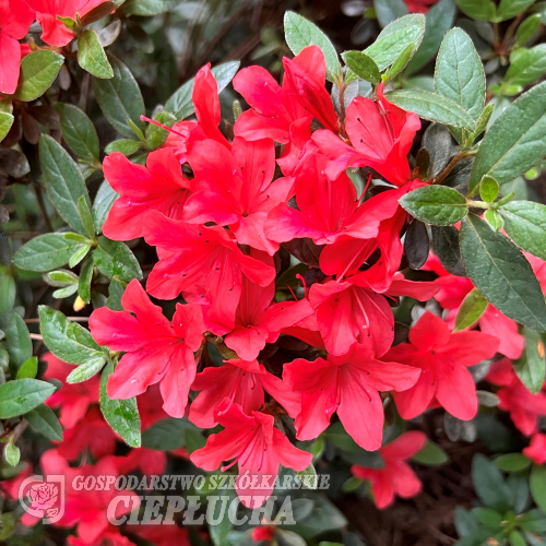 Jessica - Azalia japońska - Jessica - Rhododendron (Azalea)