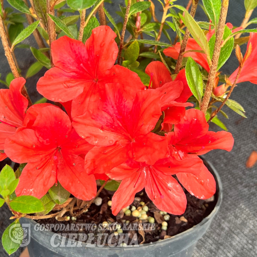 Juliette - Azalia japońska - Juliette - Rhododendron (Azalea)