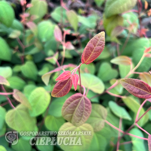 Cercidiphyllum japonicum 'JWW11' MAGMA - Katsura tree - Cercidiphyllum japonicum 'JWW11' MAGMA'