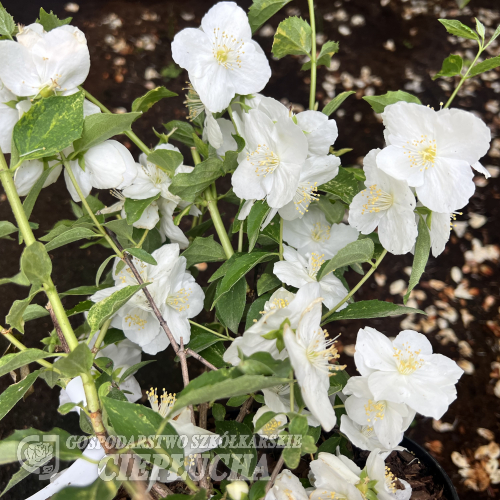 Philadelphus  'Innocence' -  Jaśminowiec - Philadelphus  'Innocence'