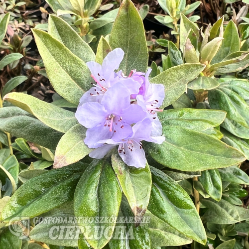 Rhododendron impeditum 'Yunnan' - różanecznik gęsty - Rhododendron impeditum 'Yunnan'