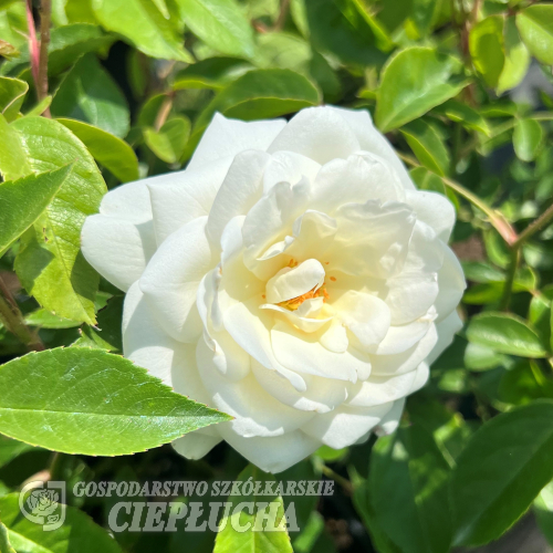 Schneewitchen - róża parkowa - Rosa Schneewitchen