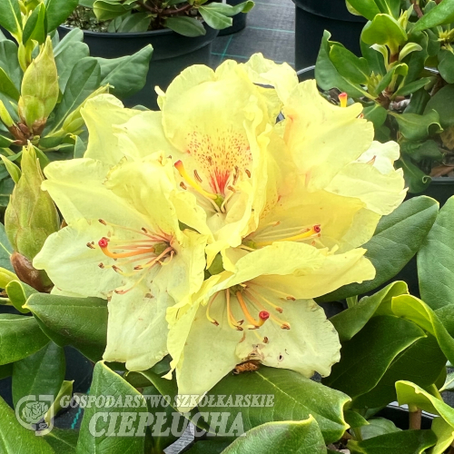 Kristian's Sunshine - różanecznik wielkokwiatowy - Rhododendron hybridum 'Kristian's Sunshine'