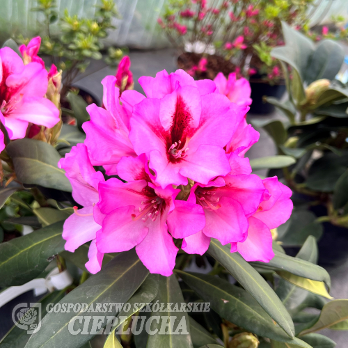 Danuta - różanecznik wielkokwiatowy - Rhododendron hybridum Danuta