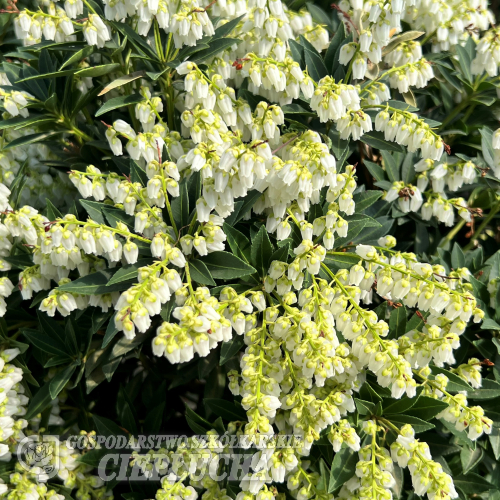 Pieris japonica 'Carnaval' - pieris japoński - Pieris japonica 'Carnaval'