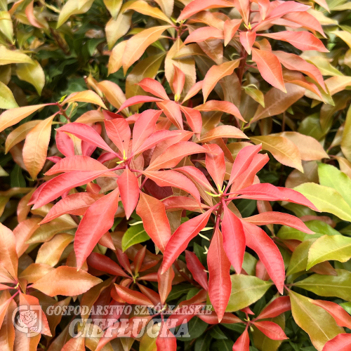 Pieris japonica 'Forest Flame' - pieris japoński - Pieris japonica 'Forest Flame'