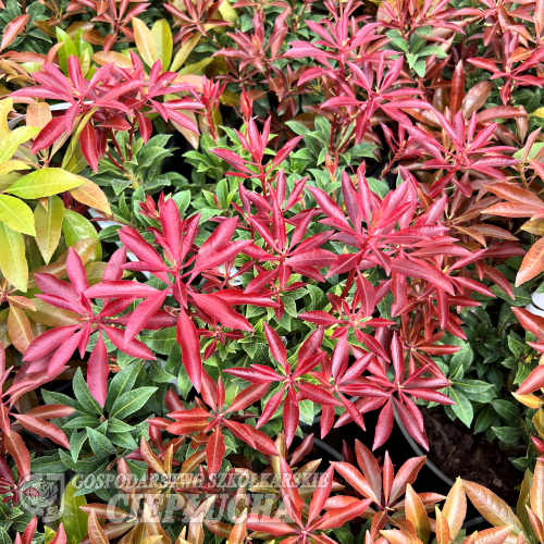 Pieris japonica 'Little Red' - pieris japoński - Pieris japonica 'Little Red'