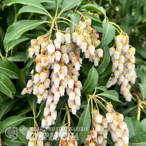 Pieris japonica 'Shojo' - pieris japoński - Pieris japonica 'Shojo'