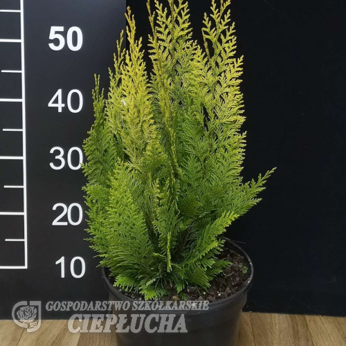 Chamaecyparis lawsoniana 'Ivonne' - cyprysik Lawsona - Chamaecyparis lawsoniana 'Ivonne'