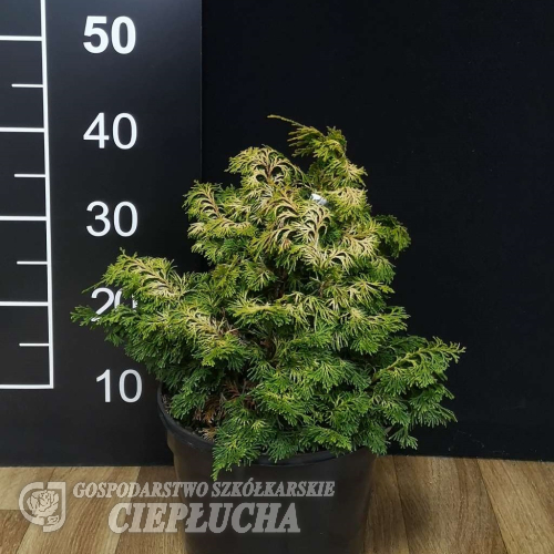 Chamaecyparis  obtusa 'Chabo-Yadori' - cyprysik tępołuskowy - Chamaecyparis  obtusa 'Chabo-Yadori'