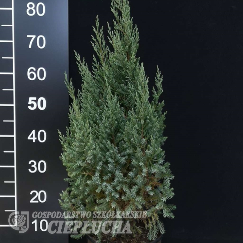 Juniperus chinensis 'Blue Point' - jałowiec chiński - Juniperus chinensis 'Blue Point'