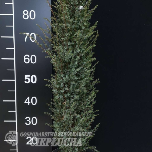 Juniperus communis 'Arnold' - jałowiec pospolity - Juniperus communis 'Arnold'