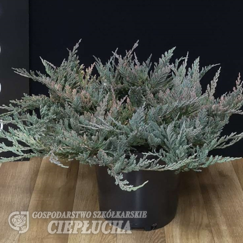 Juniperus horizontalis 'Blue Chip' - jałowiec płożący - Juniperus horizontalis 'Blue Chip'