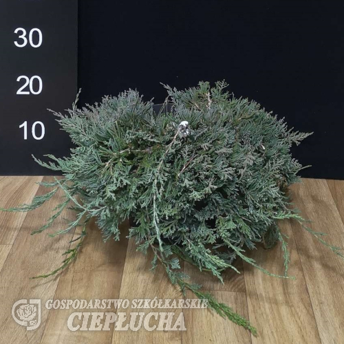 Juniperus horizontalis 'Wiltonii' - jałowiec płożący - Juniperus horizontalis 'Wiltonii'