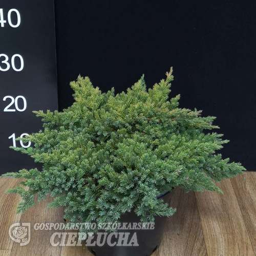 Juniperus procumbens 'Kishiogima' - Procumbent juniper - Juniperus procumbens 'Kishiogima'