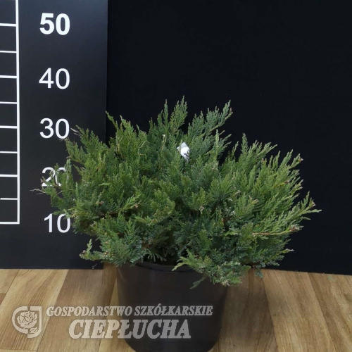 Juniperus sabina 'Tamariscifolia' - jałowiec sabiński - Juniperus sabina 'Tamariscifolia'