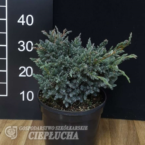 Juniperus squamata 'Meyeri' - jałowiec łuskowaty - Juniperus squamata 'Meyeri'