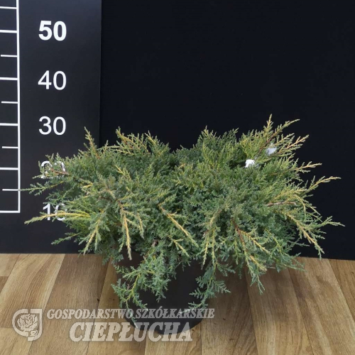 Juniperus x pfitzeriana 'Gold Star' - jałowiec Pfitzera - Juniperus x pfitzeriana 'Gold Star'