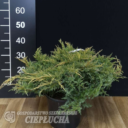 Juniperus x pfitzeriana 'Mordigan Gold' - jałowiec Pfitzera - Juniperus x pfitzeriana 'Mordigan Gold'