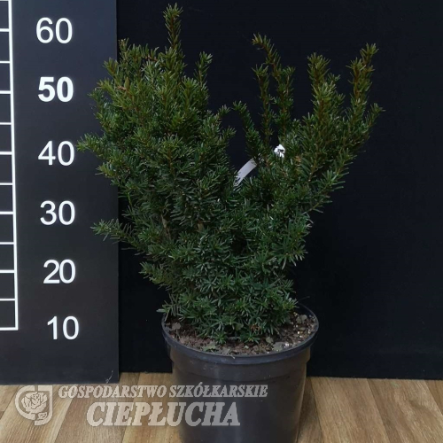 Taxus x media 'Green Mountain' - cis pośredni - Taxus x media 'Green Mountain'