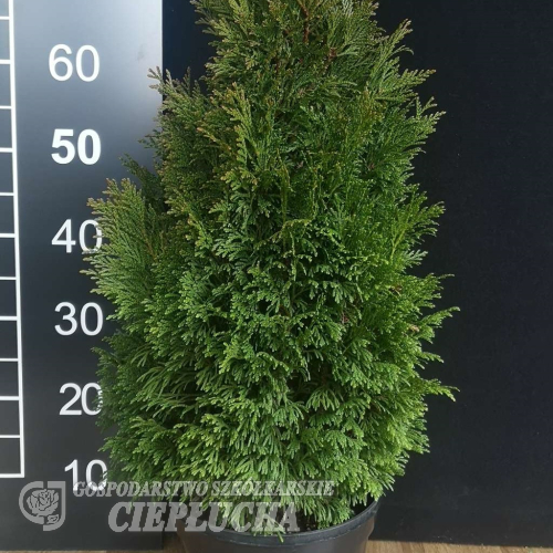 Thuja occidentalis 'Tip Top' - Emerald Green Arborvitae - Thuja occidentalis 'Tip Top'