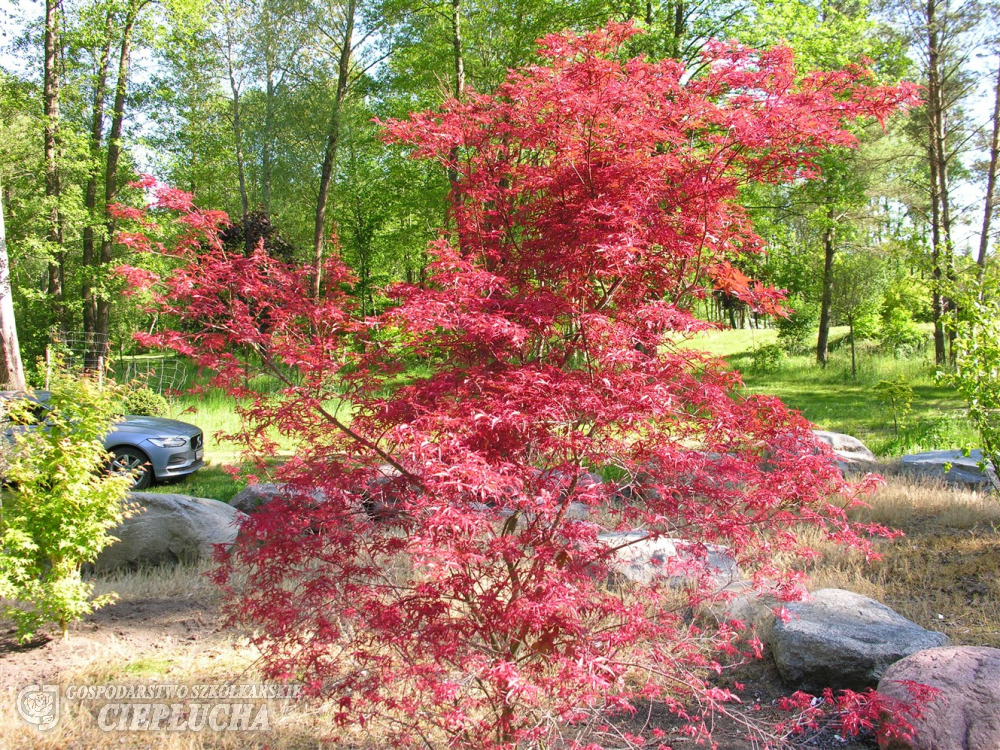 Acer palmatum 'Beni-komachi'- Japanese maple - Acer palmatum Beni