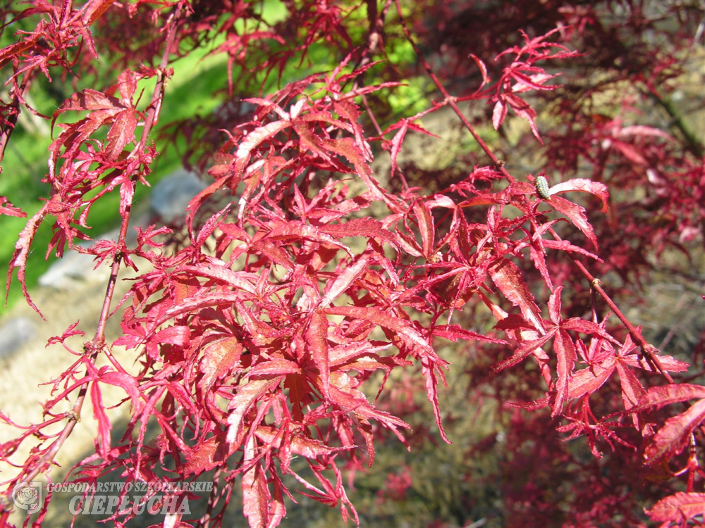 Acer palmatum 'Beni-komachi'- klon palmowy - Acer palmatum Beni-komachi