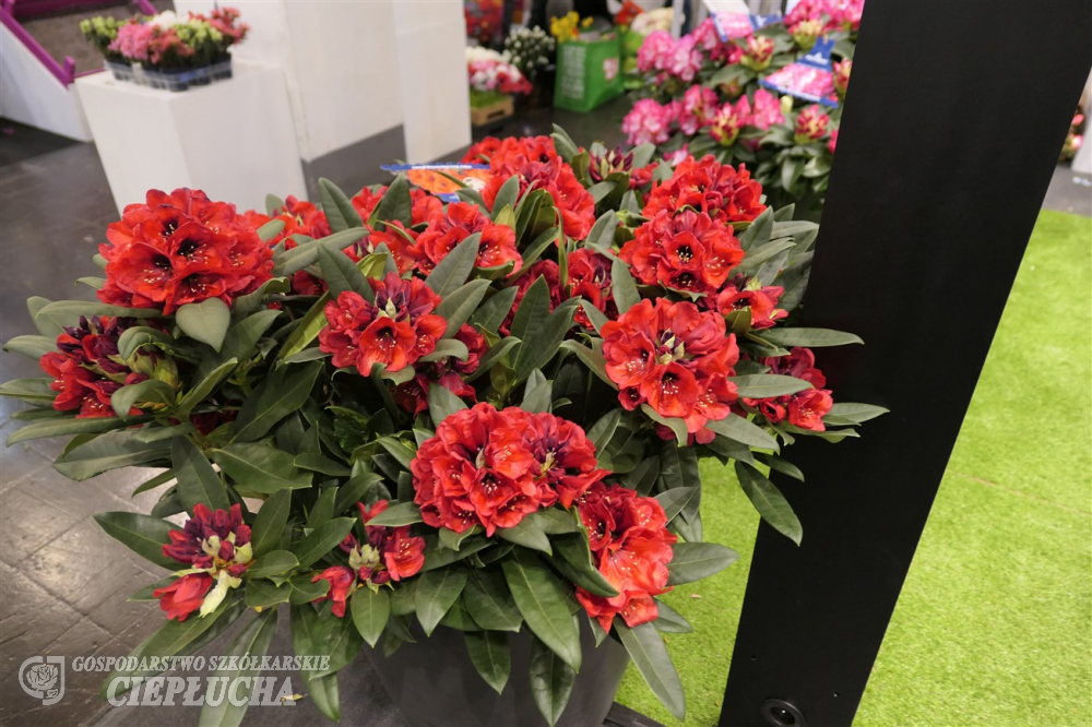 Rhododendron Red Devil®